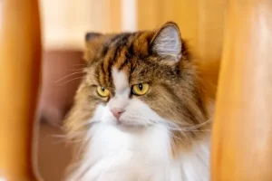 ノルウェージャンフォレストキャット