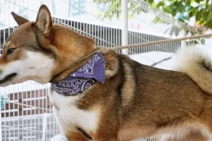 四国犬 ドッグフード　ペット