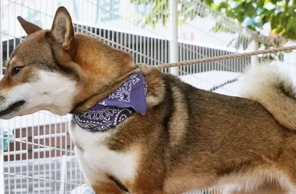 四国犬 ドッグフード　ペット
