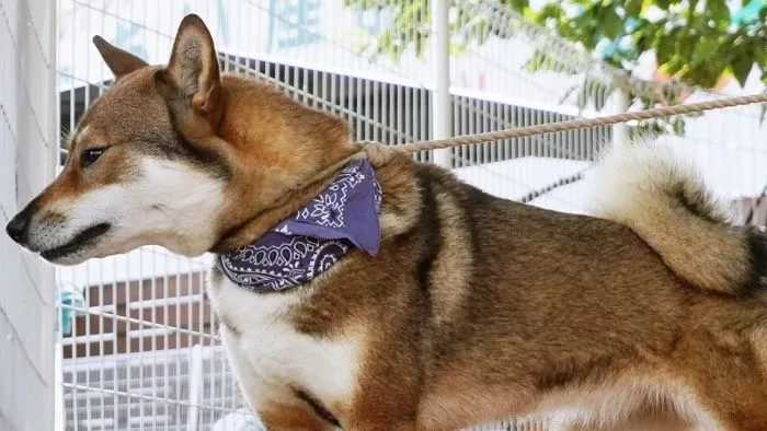四国犬 ドッグフード　ペット
